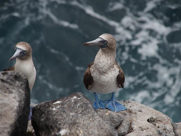 Ecuador and Galapagos tour