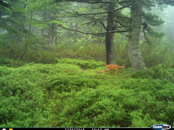 Balkan Lynx wildlife conservation holiday in Montenegro