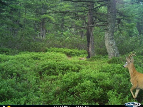 Balkan Lynx wildlife conservation holiday in Montenegro