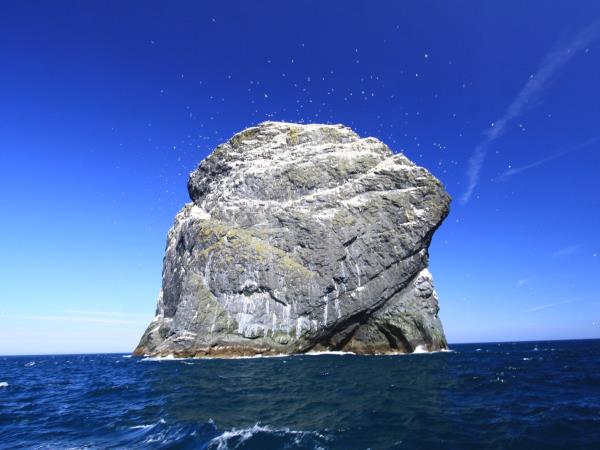 Wildlife tour of St Kilda and the Shiants, Scotland