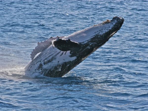 Wildlife tour of St Kilda and the Shiants, Scotland