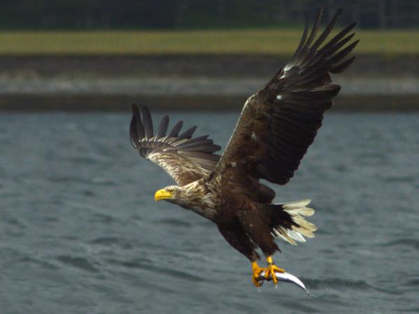 Wildlife tour of St Kilda and the Shiants, Scotland