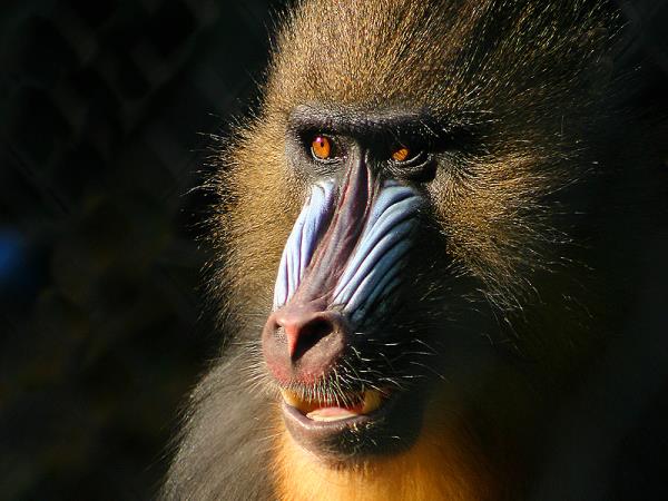 Gabon wildlife holiday, mandrills and gorillas