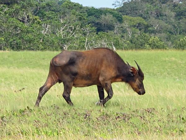 Gabon wildlife holiday, mandrills and gorillas