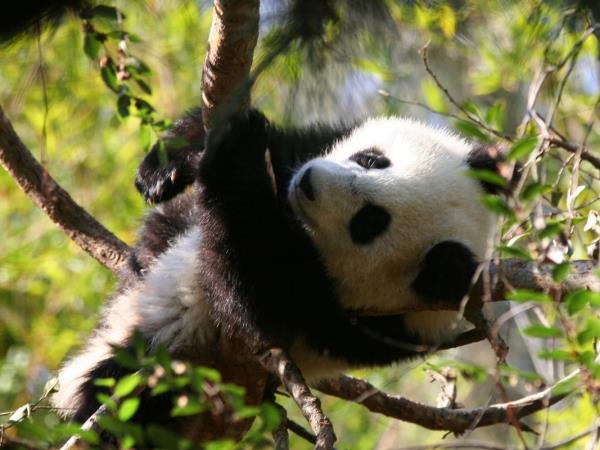Giant Pandas of China tour