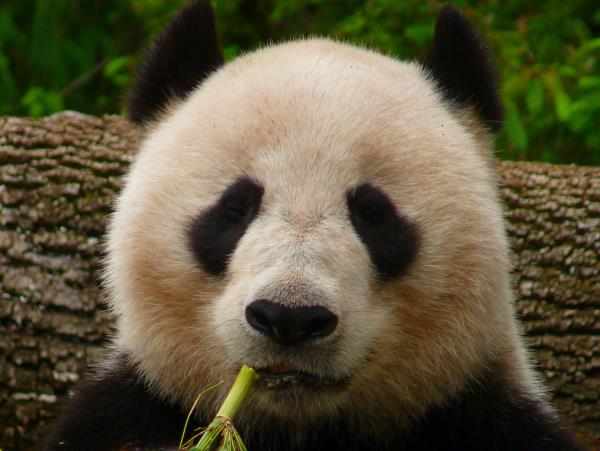 Giant Pandas of China tour
