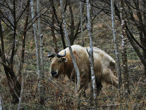 Giant Pandas of China tour