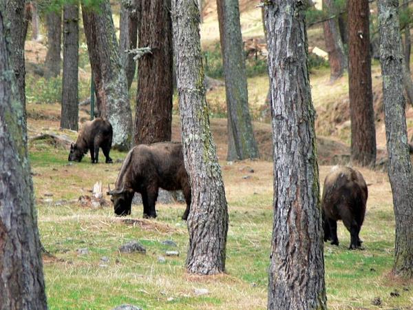 Bhutan, Nepal and Sikkim tour