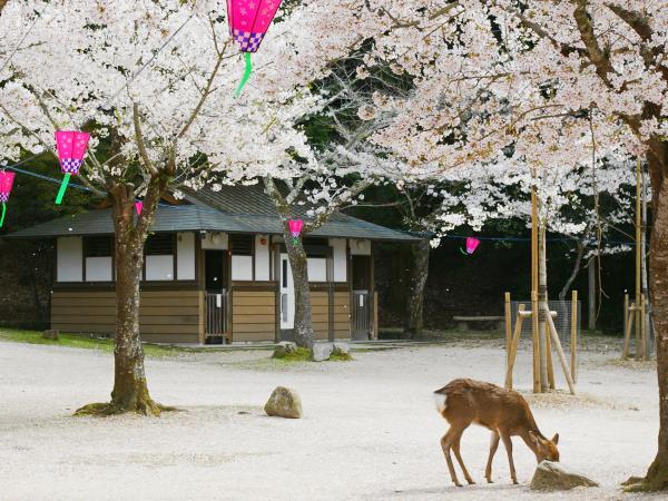 Japan 15 day tour, ancient forts & futuristic cities