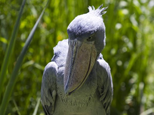Uganda birding and wildlife tour