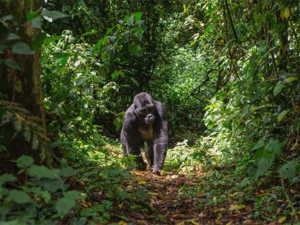 Uganda birding and wildlife tour