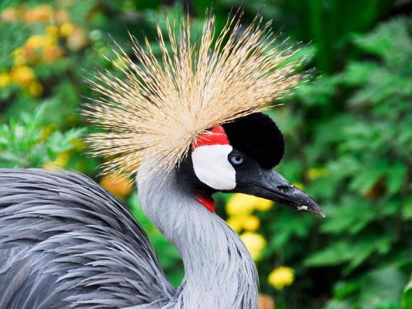 Uganda birding and wildlife tour