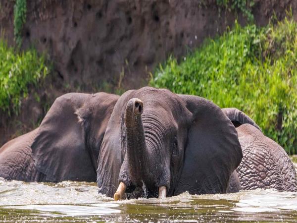 Uganda birding and wildlife tour