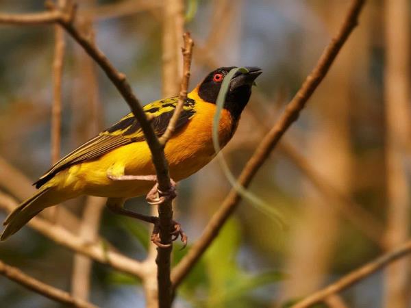 Uganda birding and wildlife tour