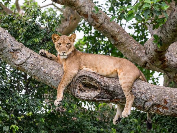 Uganda birding and wildlife tour