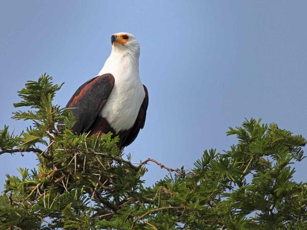 Uganda birding and wildlife tour