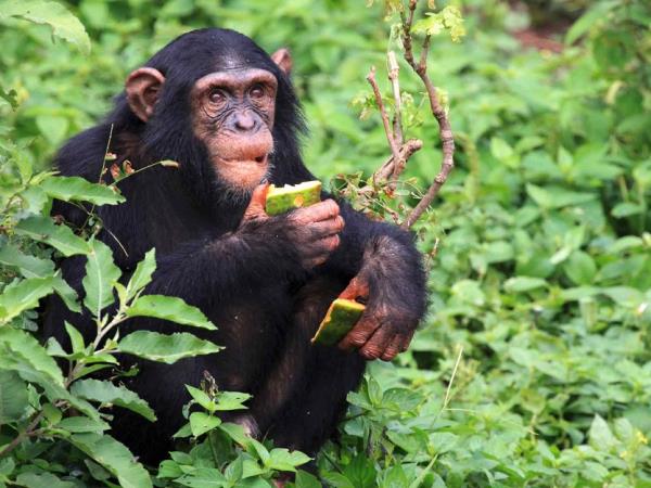 Uganda birding and wildlife tour