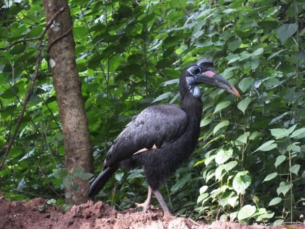 Uganda birding and wildlife tour