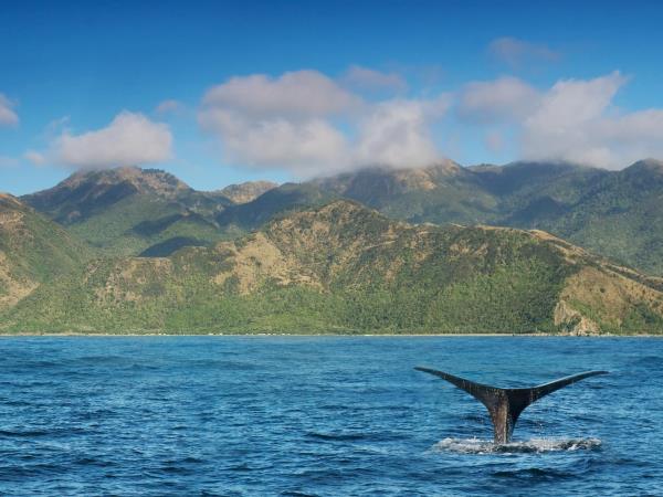 New Zealand self drive tour