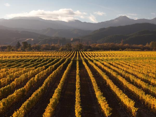 New Zealand self drive tour