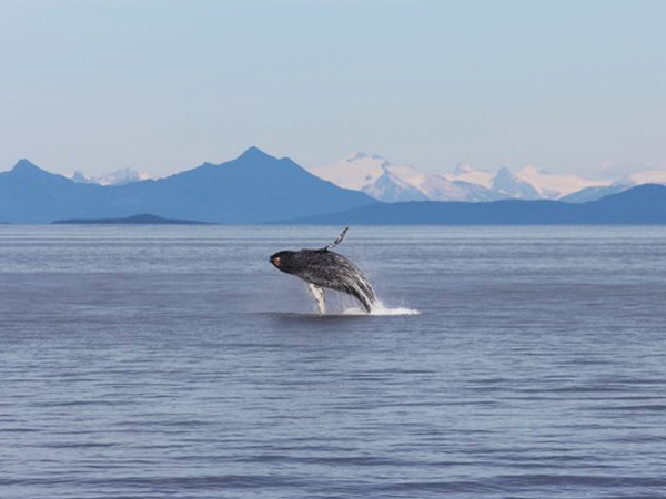 Alaska Glacier Bay and wildlife cruise