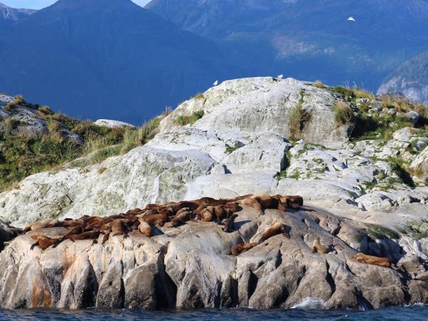 Alaska Glacier Bay and wildlife cruise