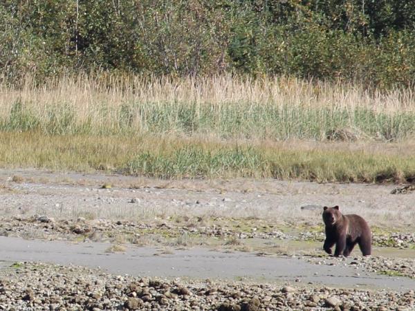 Alaska Glacier Bay and wildlife cruise