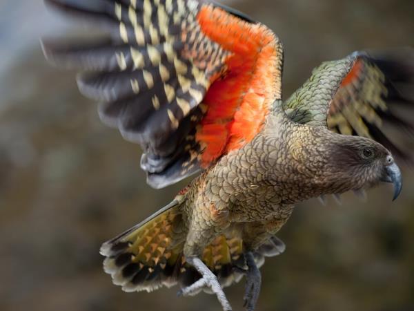 New Zealand wildlife holiday
