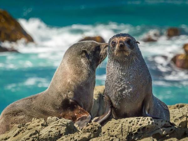 New Zealand wildlife holiday