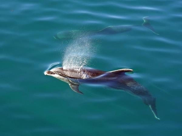 New Zealand wildlife holiday