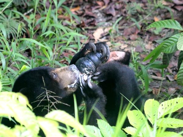 Borneo orangutan conservation volunteering