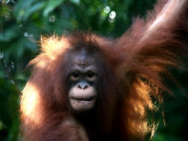 Borneo orangutan conservation volunteering