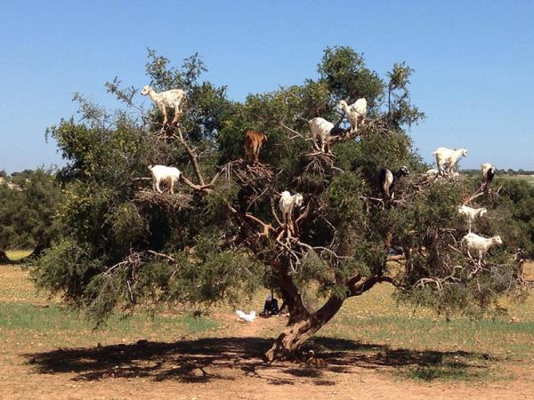 Morocco small group tours