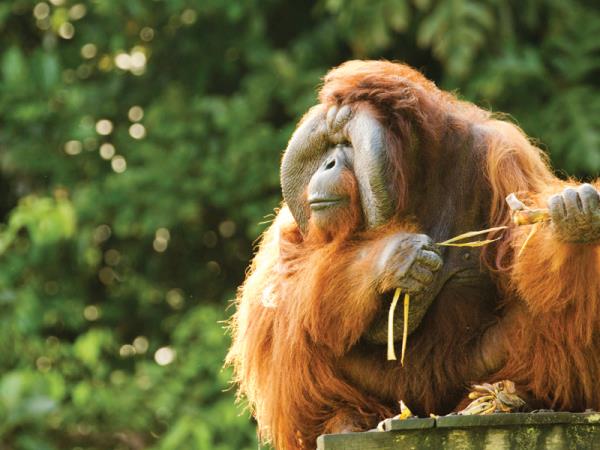 Borneo rainforest & beach adventure holiday