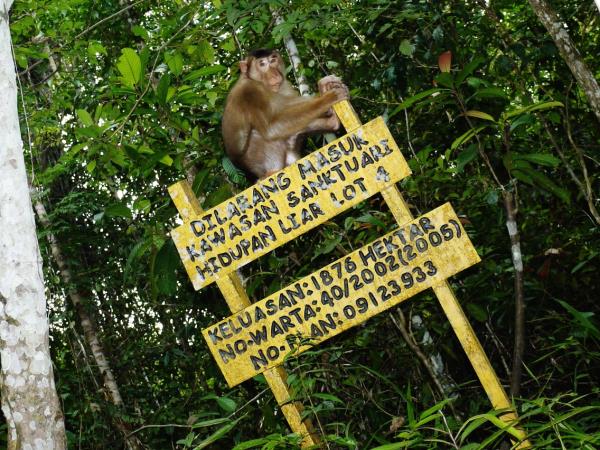 Borneo rainforest & beach adventure holiday
