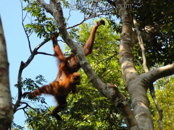 Borneo rainforest & beach adventure holiday