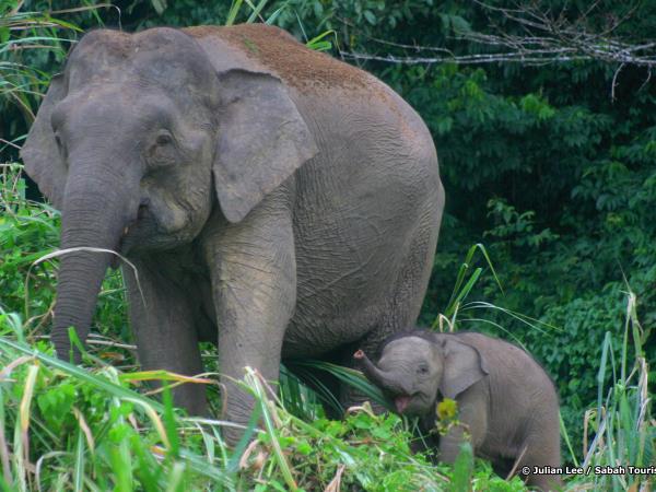 Borneo rainforest & beach adventure holiday