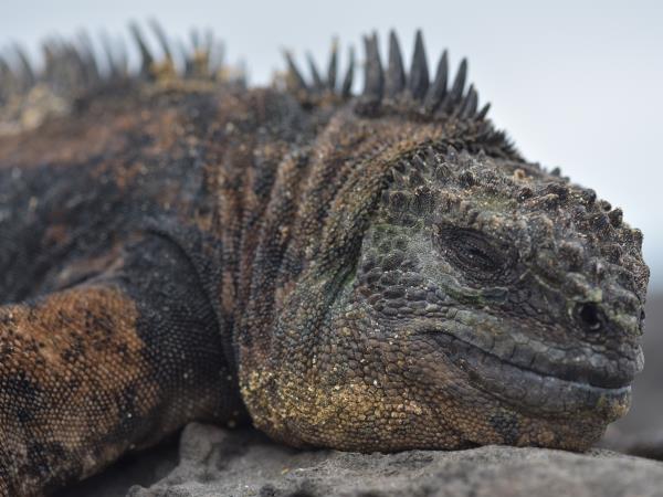 Galapagos and Amazon Wildlife holiday