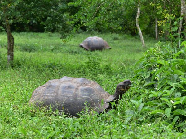 Galapagos and Amazon Wildlife holiday