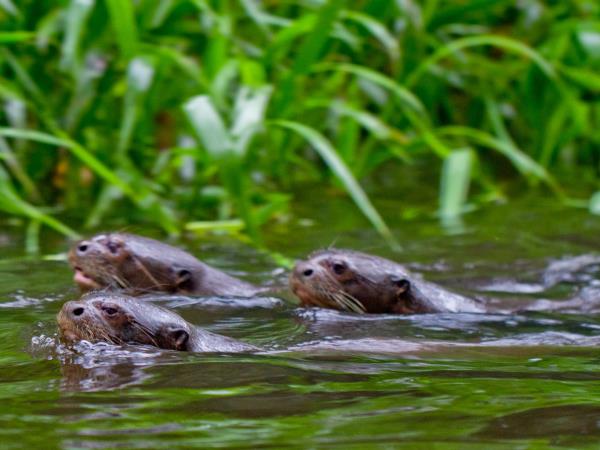 Galapagos and Amazon Wildlife holiday