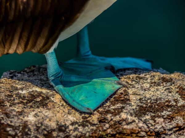Galapagos and Amazon Wildlife holiday
