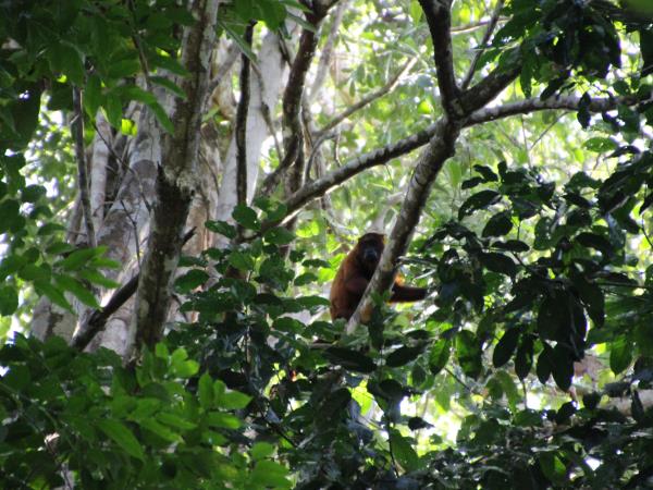 Guyana small group tour
