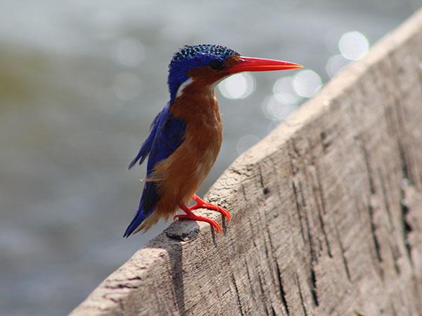 Culture and birding holiday in Uganda