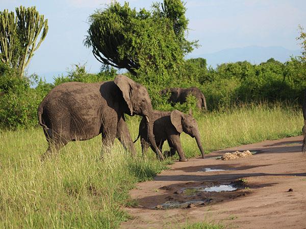 Gorilla and game safari in Uganda