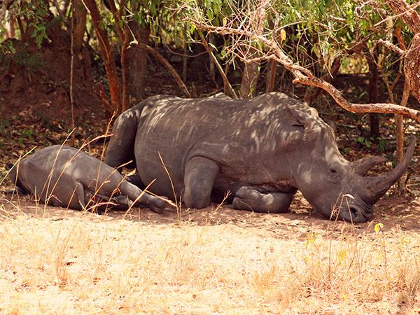 Uganda wildlife and activity holiday