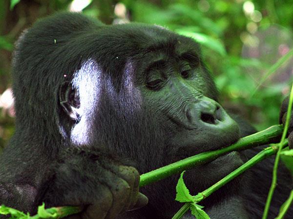 Gorilla and Rwenzori expedition in Uganda