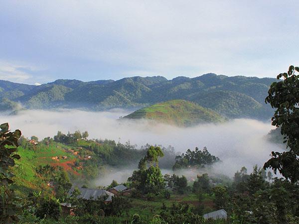 Gorilla and Rwenzori expedition in Uganda