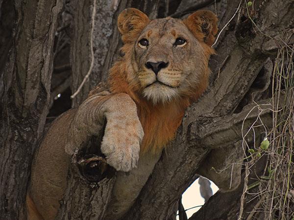 Uganda wildlife holiday