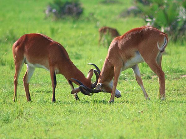 Uganda wildlife holiday