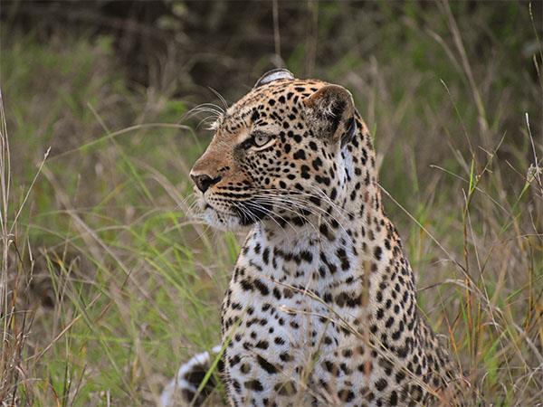 Uganda wildlife holiday